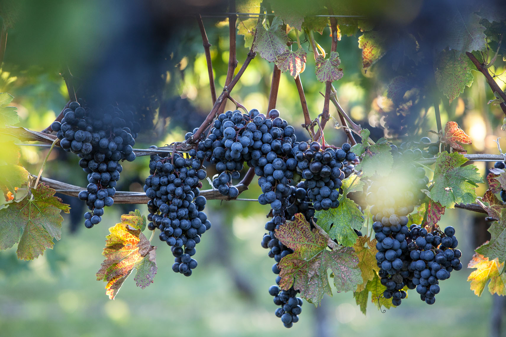 Vineyard-18